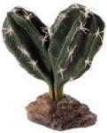 Kaktus Sinai 