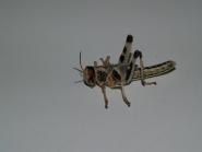 Wüstenheuschrecke subadult 10 Tiere